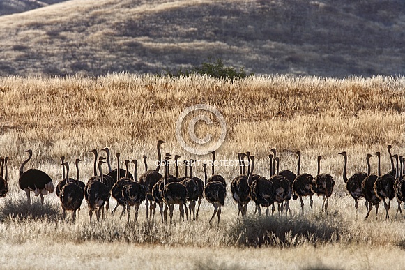 Ostrich (Struthio camelus) - Namibia