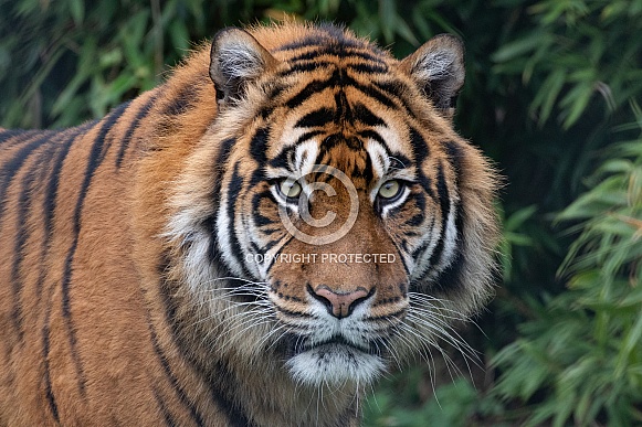 Sumatran Tiger(panthera tigris sumatrae)