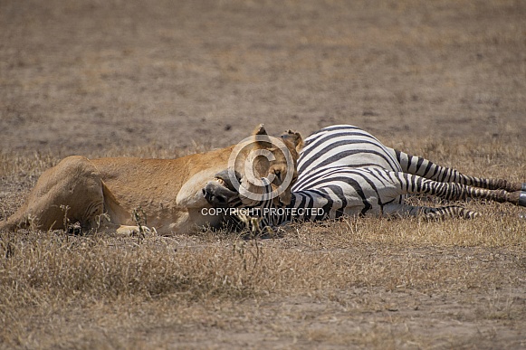 Wild lioness with zebra kill