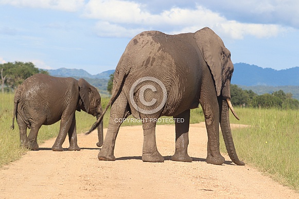 Elephant female and calf