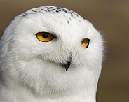 Snowy Owl--Snowy Owl