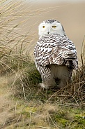 The snowy owl