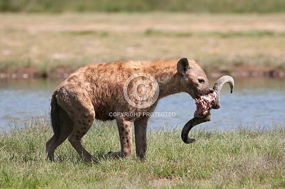 Spotted Hyena and meal