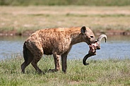 Spotted Hyena and meal