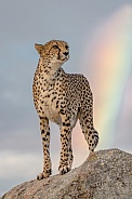 Cheetah with Rainbow