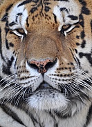Siberian Tiger Face