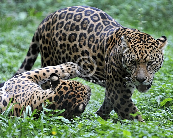 jaguars playing
