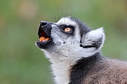 Ring-tailed lemur (lemur catta)