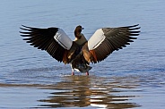 Egyptian Goose - Chobe River - Botswana