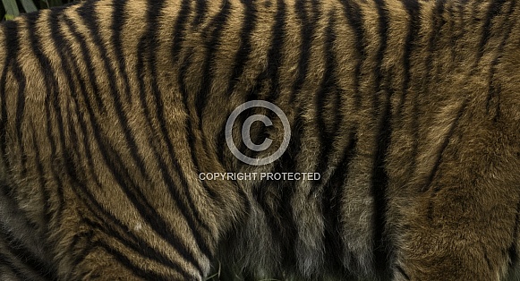 Sumatran Tiger Pattern