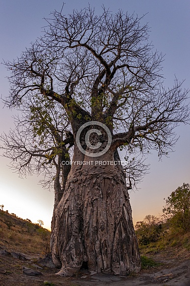 African Baobab - Adansonia digitata