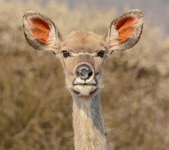 Female Kudu head portrait