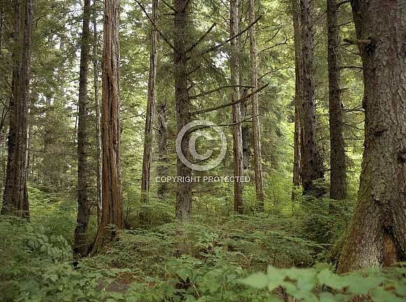 Coniferous forest - Alaska