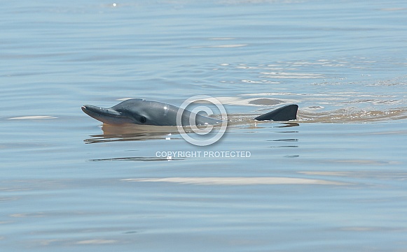 Guiana Dolphin (wild)
