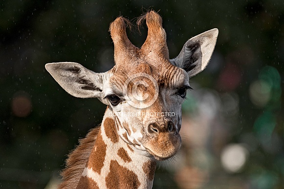 Giraffe Calf Head Shot Ears Out