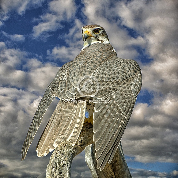 Prairie Falcon King