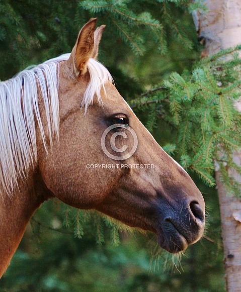 Palamino Horse