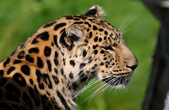 Amour Leopard Portrait
