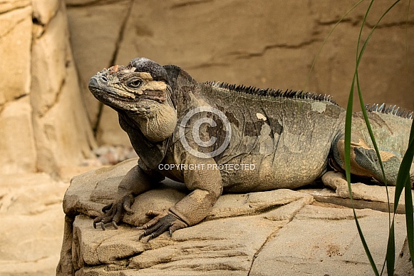 Rhiocerous Iguana Relaxing on a Rock