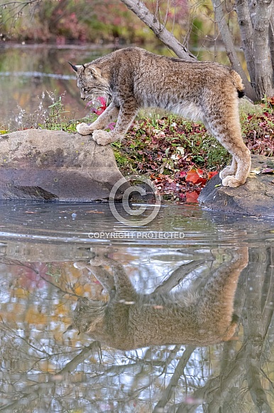 Canada Lynx (Male)