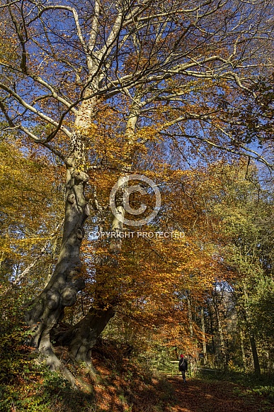Autumn colors - North Yorkshire - UK