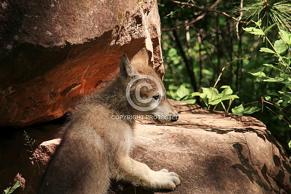 Timber Wolf pup