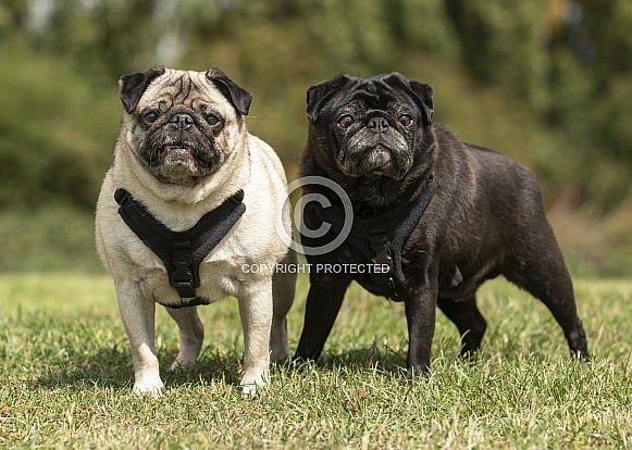 Two Pug Brothers