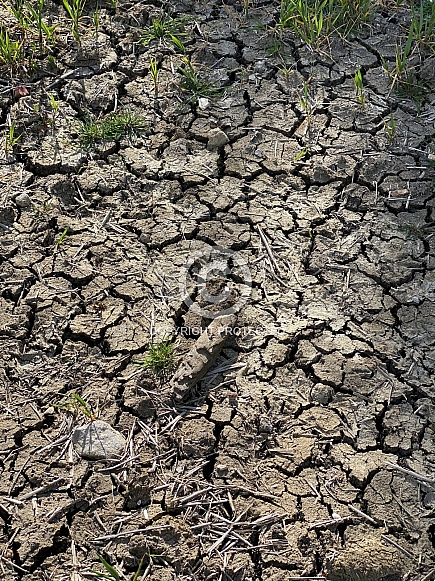 Drought - cracked earth - crop failure