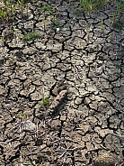 Drought - cracked earth - crop failure