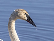 Trumpeter Swan Closeup