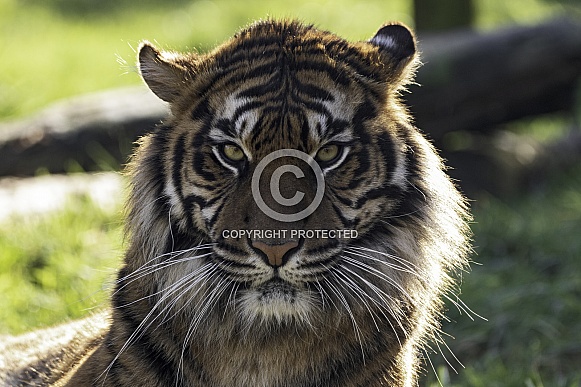 Sumatran Tiger Close Up Direct At Camera