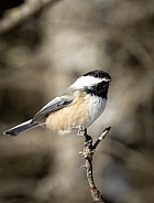 Winter Black capped chickadee sitting on a solo branch