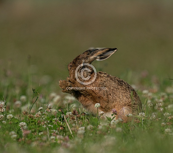Meadow hare