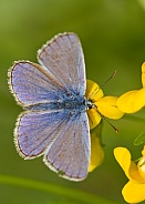 Common Blue Male