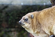 Cape Hyrax profile