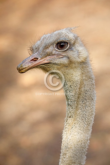 ostrich ( Struthio camelus)