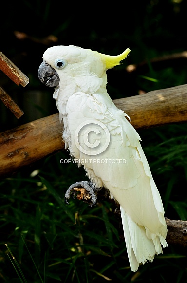 Yellow Crested Cockatoo