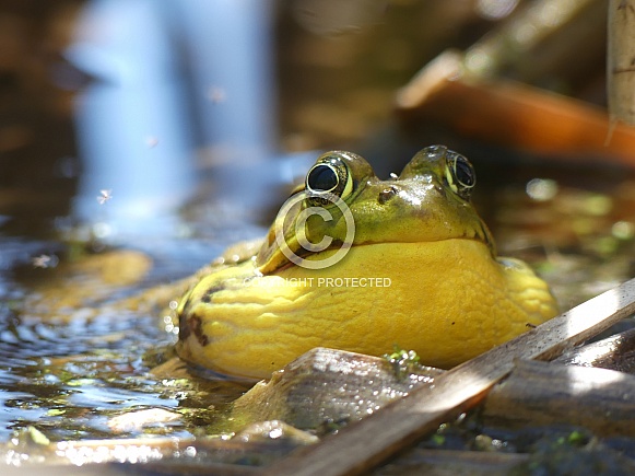 Singing Froggy