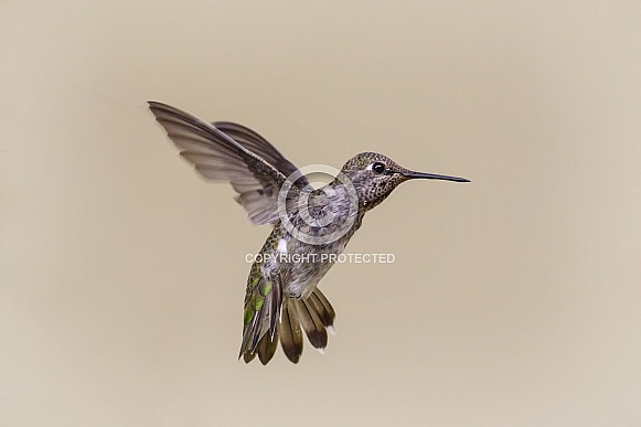 Hummingbird—Hummingbird Hover