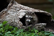 Baby Raccoon comes out of a Burrell
