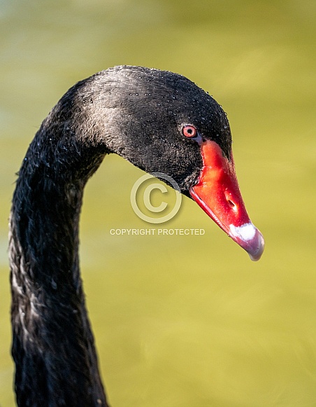 Black swan on a pond up close photo of his head and deep red eye