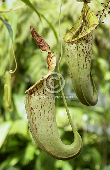 Carnivorous Pitcher Plants - Philippines
