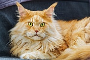 Ginger Maine coon