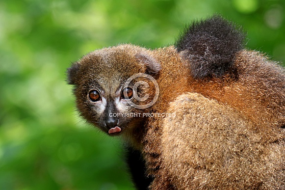 Red bellied lemur (Eulemur rubriventer)
