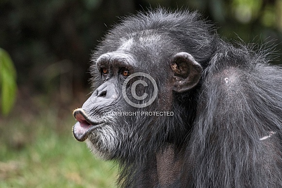 Chimpanzee Vocalising Pursed Lips