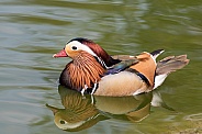 Mandarin Duck (drake)