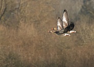 Greylag Geese in Flight