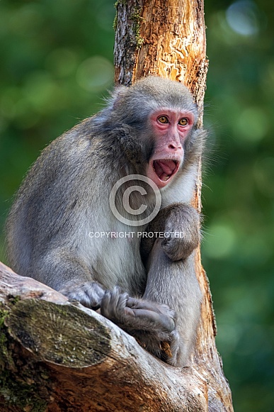 Japanese macaque (Macaca fuscata)