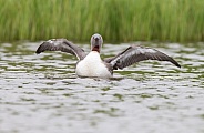 The red-throated loon