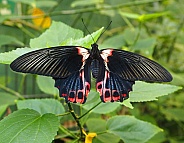 Scarlet Mormon Butterfly